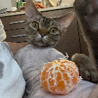 Egzot